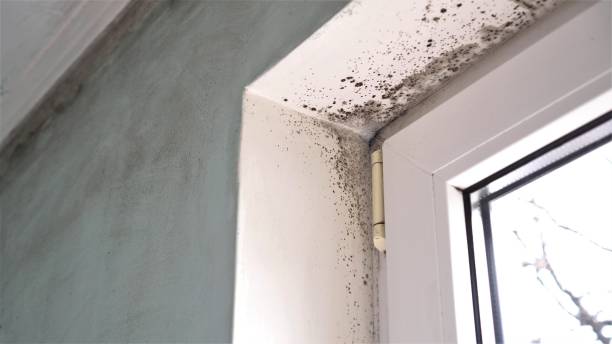 Trusted Spring Hope, NC Mold Removal Experts