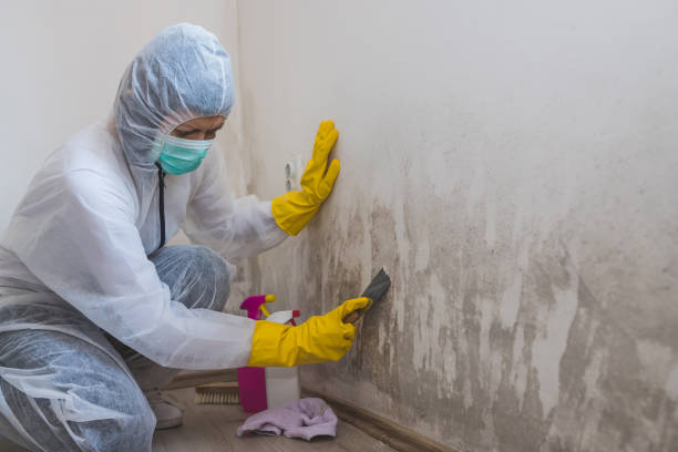 Mold Odor Removal Services in Spring Hope, NC